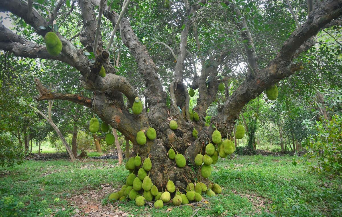 jackfruittreee with many jackfruits